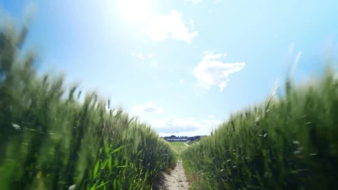 Stock Video Between Two Fields Live Wallpaper For PC animated wallpaper preview