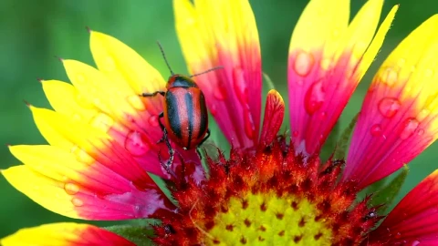 Stock Video Beetle Walking On Flower Petals Live Wallpaper For PC - Live Wallpaper