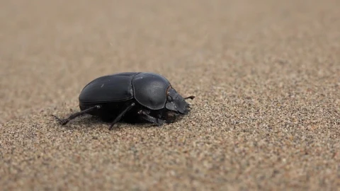 Stock Video Beetle In The Sand Live Wallpaper For PC - Live Wallpaper