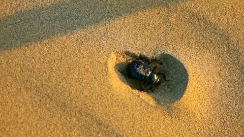 Stock Video Beetle Hiding In The Sand Live Wallpaper For PC - Live Wallpaper