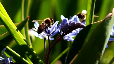 Stock Video Bees Working On Violet Flowers Live Wallpaper For PC - Live Wallpaper
