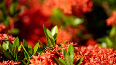 Stock Video Bees Working On A Garden Plant Live Wallpaper For PC - Live Wallpaper