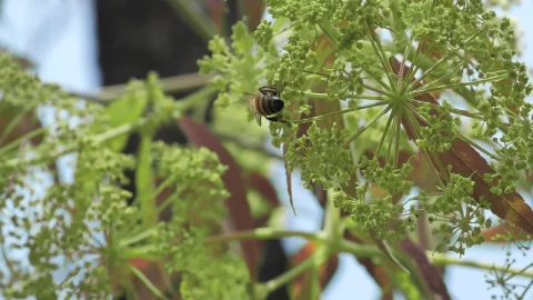 Stock Video Bees On Green And Small Flowers Live Wallpaper For PC - Live Wallpaper