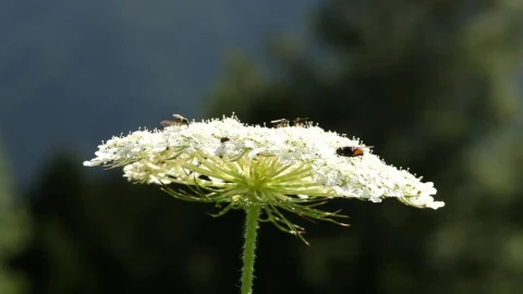 Stock Video Bees On A Large Flower Live Wallpaper For PC - Live Wallpaper