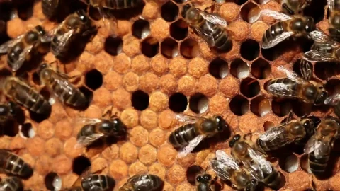 Stock Video Bees On A Honeycomb Live Wallpaper For PC - Live Wallpaper