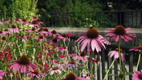 Stock Video Bees Moving Between Wild Plants Live Wallpaper For PC - Live Wallpaper