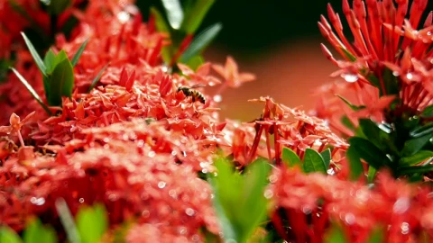 Stock Video Bees Landing On The Same Flower Live Wallpaper For PC - Live Wallpaper