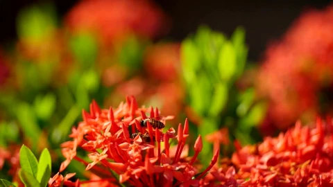 Stock Video Bees Landing On Brightly Colored Plants Live Wallpaper For PC - Live Wallpaper