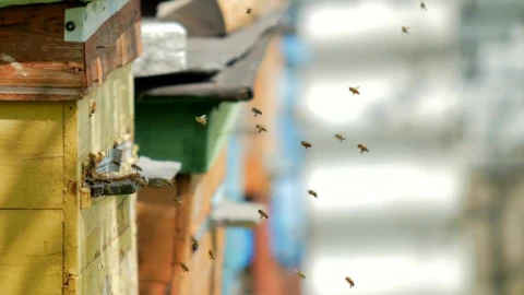 Stock Video Bees Flying On A Poultry Farm Live Wallpaper For PC - Live Wallpaper