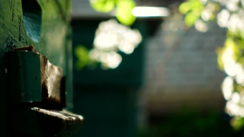 Stock Video Bees Flying In And Out Of The Beehive Live Wallpaper For PC - Birds of prey Wallpaper