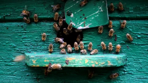 Stock Video Bees At The Entrance Of The Beehive Live Wallpaper For PC - Birds of prey Wallpaper