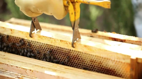 Stock Video Beekeeper Removing A Board With A Honeycomb Full Of Bees Live Wallpaper For PC - Birds of prey Wallpaper