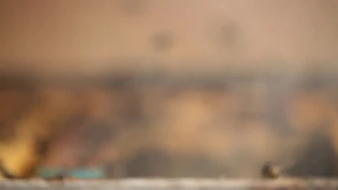 Stock Video Beekeeper Removing A Honeycomb Full Of Bees Live Wallpaper For PC - Birds of prey Wallpaper