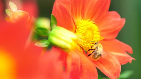 Stock Video Bee Working On An Orange Flower Live Wallpaper For PC - Live Wallpaper