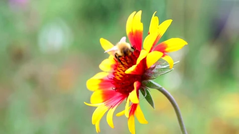 Stock Video Bee Walking On A Flower Live Wallpaper For PC - Live Wallpaper