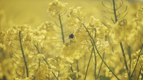 Stock Video Bee Taking Nectar Live Wallpaper For PC - Live Wallpaper