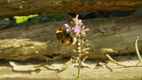 Stock Video Bee Taking Nectar From A Lavender Plant Live Wallpaper For PC - Live Wallpaper