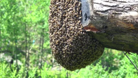Stock Video Bee Swarm On A Trunk Live Wallpaper For PC - Live Wallpaper