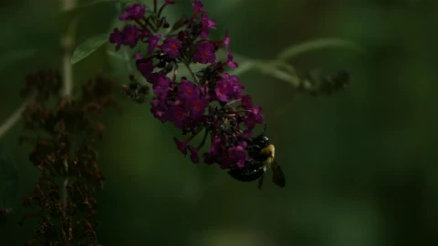 Stock Video Bee Pollinating The Flowers In Slow Motion Live Wallpaper For PC - Live Wallpaper