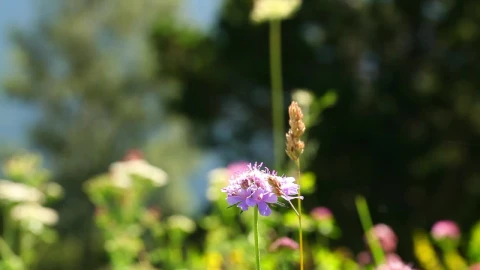 Stock Video Bee Pollinating Flowers Live Wallpaper For PC - Live Wallpaper