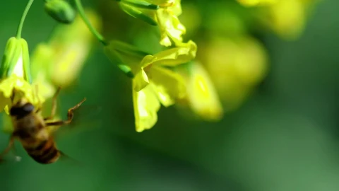 Stock Video Bee On A Yellow Flower In A Green Background Live Wallpaper For PC - Live Wallpaper
