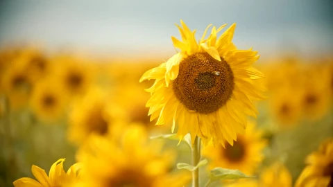 Stock Video Bee On A Sunflower On A Sunny Day Live Wallpaper For PC - Live Wallpaper