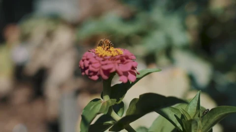 Stock Video Bee On A Flower Live Wallpaper For PC - Live Wallpaper