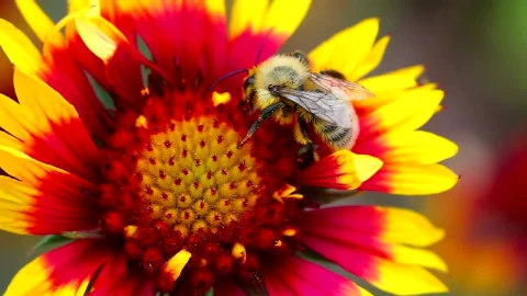 Stock Video Bee On A Red Flower Live Wallpaper For PC - Live Wallpaper