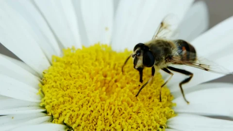 Stock Video Bee On A Daisy Macro Close Up Live Wallpaper For PC - Live Wallpaper