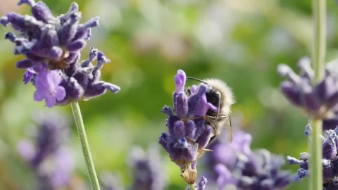 Stock Video Bee Moving Between Flowers Live Wallpaper For PC - Live Wallpaper