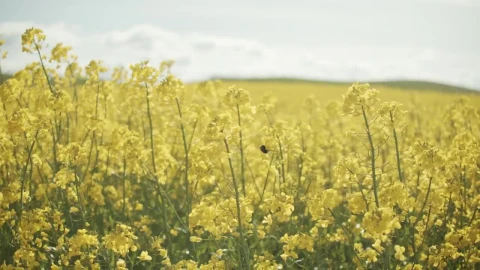 Stock Video Bee Moving Between Crops Live Wallpaper For PC - Live Wallpaper