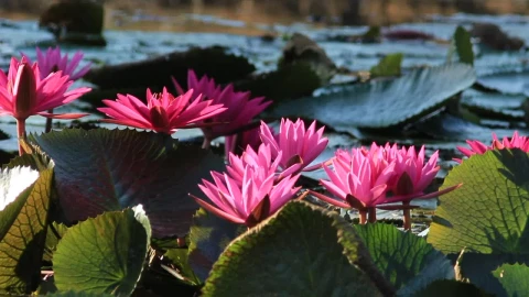 Stock Video Bee Landing On Water Plants Live Wallpaper For PC - Live Wallpaper