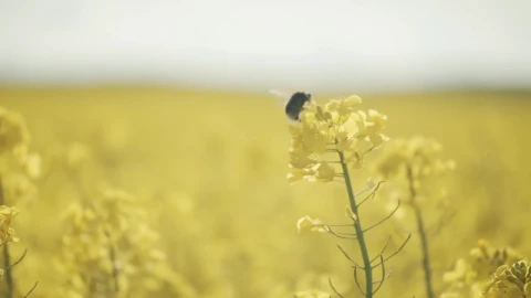 Stock Video Bee Landing On Crops Live Wallpaper For PC - Live Wallpaper