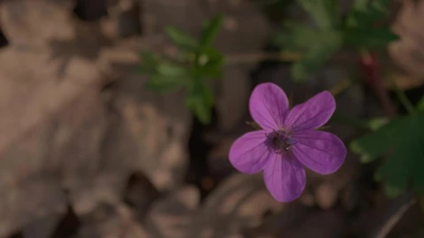 Stock Video Bee Landing On A Purple Wildflower Live Wallpaper For PC - Live Wallpaper