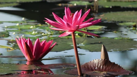 Stock Video Bee Landing On A Pond Flower Live Wallpaper For PC - Live Wallpaper