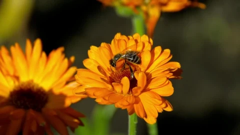 Stock Video Bee Is Pollinating An Orange Flower Live Wallpaper For PC - Live Wallpaper