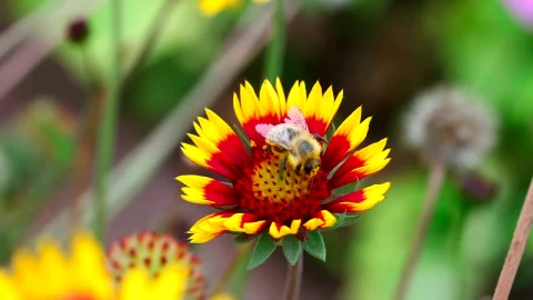 Stock Video Bee Is Inspecting The Flower Live Wallpaper For PC - Live Wallpaper