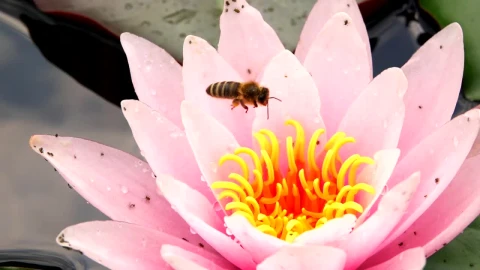 Stock Video Bee Feeding On A Lotus Flower Live Wallpaper For PC - Live Wallpaper