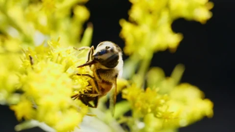 Stock Video Bee Collecting Pollen Live Wallpaper For PC - Live Wallpaper