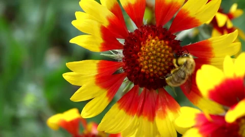 Stock Video Bee At Work On A Red And Yellow Flower Live Wallpaper For PC - Live Wallpaper