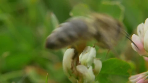 Stock Video Bee Collecting Honey From The Flowers Live Wallpaper For PC - Live Wallpaper