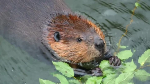 Stock Video Beaver Eating On The Water Live Wallpaper For PC - Live Wallpaper