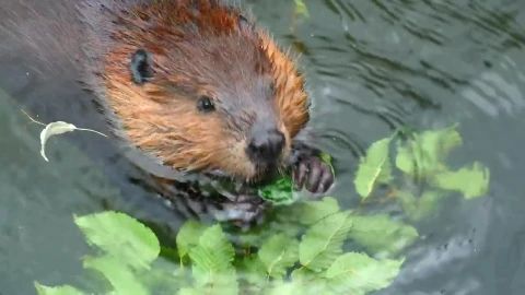 Stock Video Beaver Eating In The Water Live Wallpaper For PC - Live Wallpaper