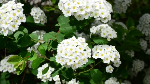 Stock Video Beautiful White Plants Growing In The Sun Live Wallpaper For PC - Live Wallpaper