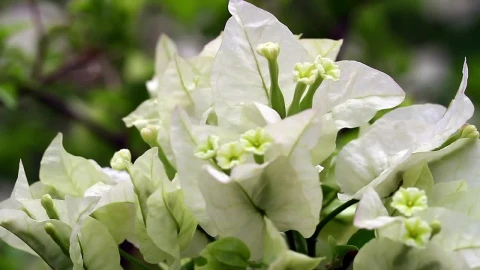 Stock Video Beautiful White Flowers In A Garden Live Wallpaper For PC - Live Wallpaper