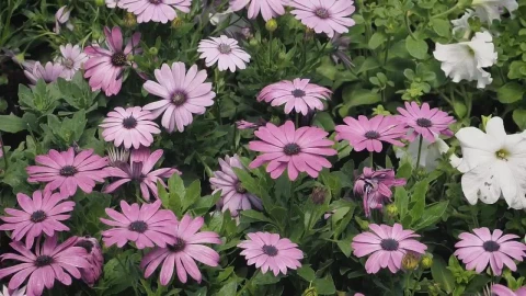 Stock Video Beautiful White And Purple Flowers Live Wallpaper For PC - Live Wallpaper