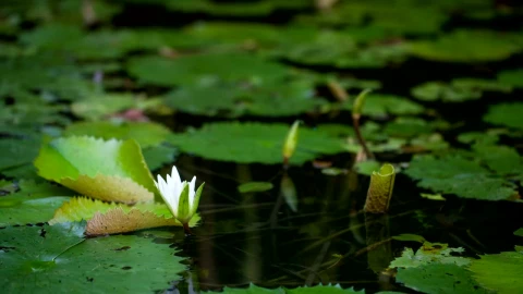 Stock Video Beautiful Water Lily Opening Live Wallpaper For PC - Live Wallpaper