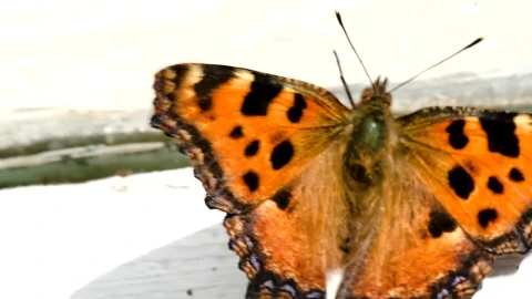 Stock Video Beautiful Orange Butterfly By A Window Live Wallpaper For PC - Live Wallpaper