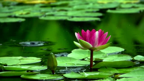 Stock Video Beautiful Lotus Flower In A Lake Live Wallpaper For PC - Live Wallpaper