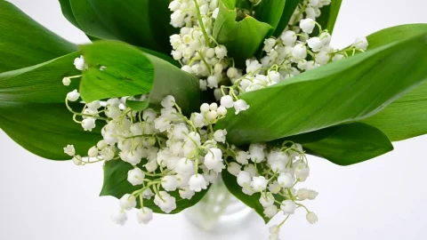 Stock Video Beautiful Lilies In A Glass Vase Live Wallpaper For PC - Live Wallpaper